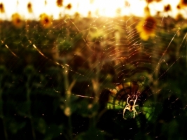 Creating my home Wallpaper Insects Animals
