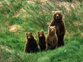 Cub Scouts Wallpaper Bears Animals