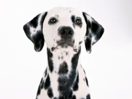 Dalmatian Wallpaper Dogs Animals