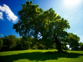 Denne Park Wallpaper Landscape Nature