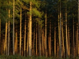 Dense Forest Wallpaper Other Nature