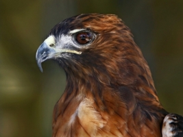 Eagle Wallpaper Birds Animals