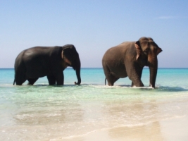 Elephants in Paradise Wallpaper Elephants Animals