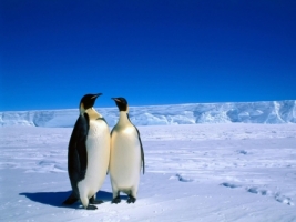 Emperor Penguins Wallpaper Penguins Animals