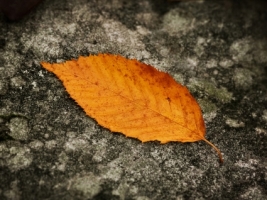 Fallen Leaf Wallpaper Autumn Nature