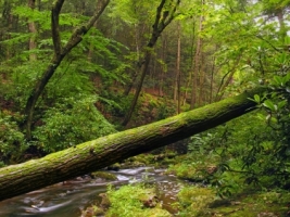 Fallen Tree Wallpaper Landscape Nature