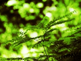 Fern Wallpaper Plants Nature