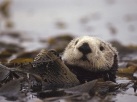 Floating Amongst the Kelp Wallpaper Other Animals