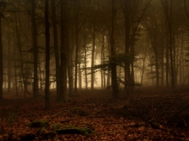 Forest Of Fog Wallpaper Landscape Nature