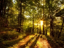 Forest Sun Wallpaper Landscape Nature