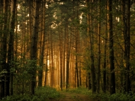 Forest Trees Wallpaper Landscape Nature