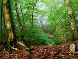 Forest Wallpaper Landscape Nature