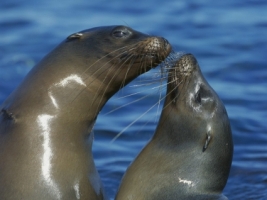 Galapagos Sea Lions Wallpaper Other Animals