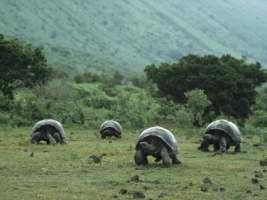Giant Galapagos Tortoises Wallpaper Turtles Animals