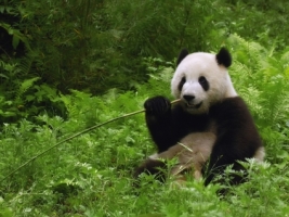 Giant Panda bear Wallpaper Bears Animals