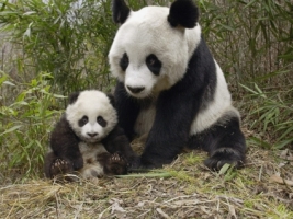 Giant Panda Mother and Cub Wallpaper Bears Animals