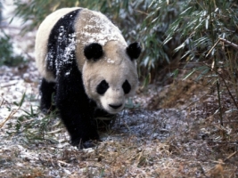 Giant Panda Wallpaper Bears Animals