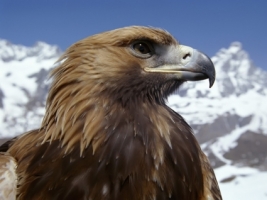 Golden Eagle Wallpaper Birds Animals