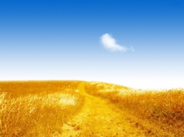Golden Fields Wallpaper Landscape Nature