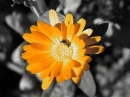 Golden Flower Wallpaper Flowers Nature
