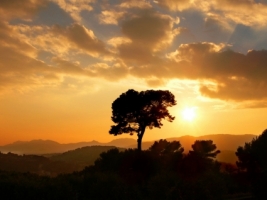 Golden Tree Wallpaper Landscape Nature