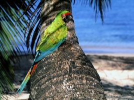 Great Green Macaw Wallpaper Parrots Animals