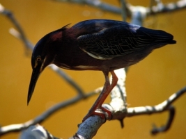 Green Heron Wallpaper Birds Animals