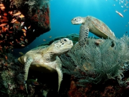 Green Sea Turtles Wallpaper Turtles Animals