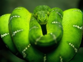 Green Tree Python Wallpaper Snakes Animals