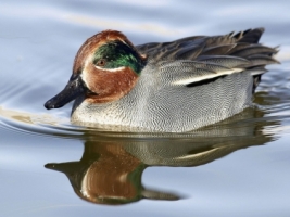 Green Winged Teal Wallpaper Birds Animals