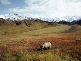 Grizzly Bear Wallpaper Bears Animals