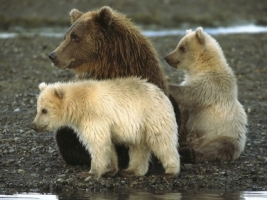 Grizzly Bears Wallpaper Bears Animals