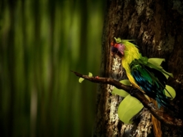 Guara Wallpaper Parrots Animals