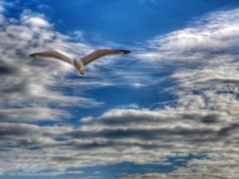 Gull Wallpaper Birds Animals