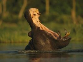 Hippopotamus Wallpaper Other Animals