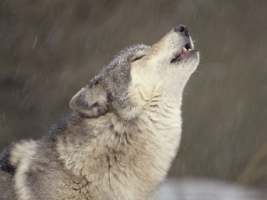 Howling Timber Wolf Wallpaper Wolves Animals