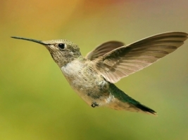 Hummingbird Wallpaper Birds Animals