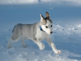 Husky Wallpaper Dogs Animals