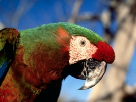 Hybrid Macaw Wallpaper Parrots Animals