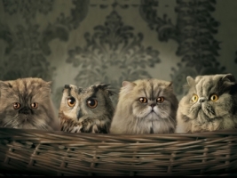 I love my brothers Wallpaper Cats Animals