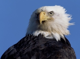 Intense Stare Wallpaper Birds Animals