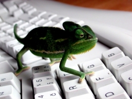 keyboard Lizard Wallpaper 3D Characters 3D