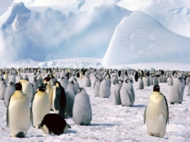 Kubuntu penguins Wallpaper Linux Computers