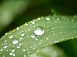 Leaf drops Wallpaper Plants Nature