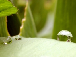 Leaf Wallpaper Plants Nature