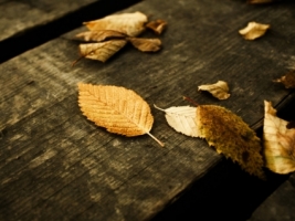 Leaves Wallpaper Autumn Nature