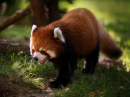 Lesser Panda Wallpaper Bears Animals
