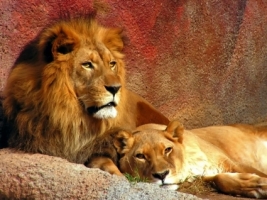 Lion Couple Wallpaper Big Cats Animals