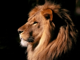 Lion thinking Wallpaper Big Cats Animals