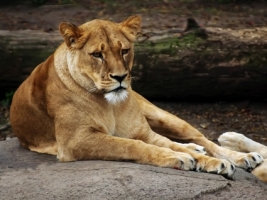 Lioness Wallpaper Big Cats Animals